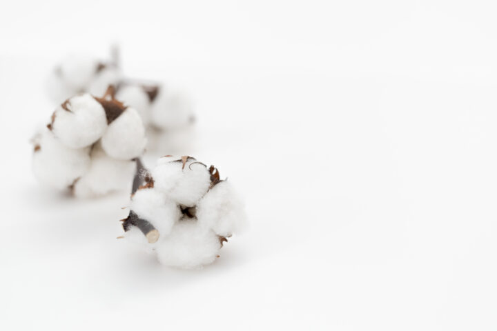 綿実油って本当に健康にいいの？気になるメリットと注意点を徹底解説！ | Cotton Oils Guide